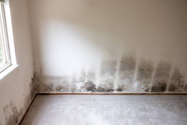 Forensic Mold Investigation in Galesburg, MI